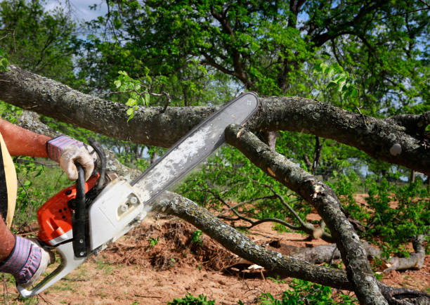 Best Fruit Tree Pruning  in Diand, MO